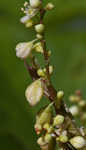 Fringed black bindweed